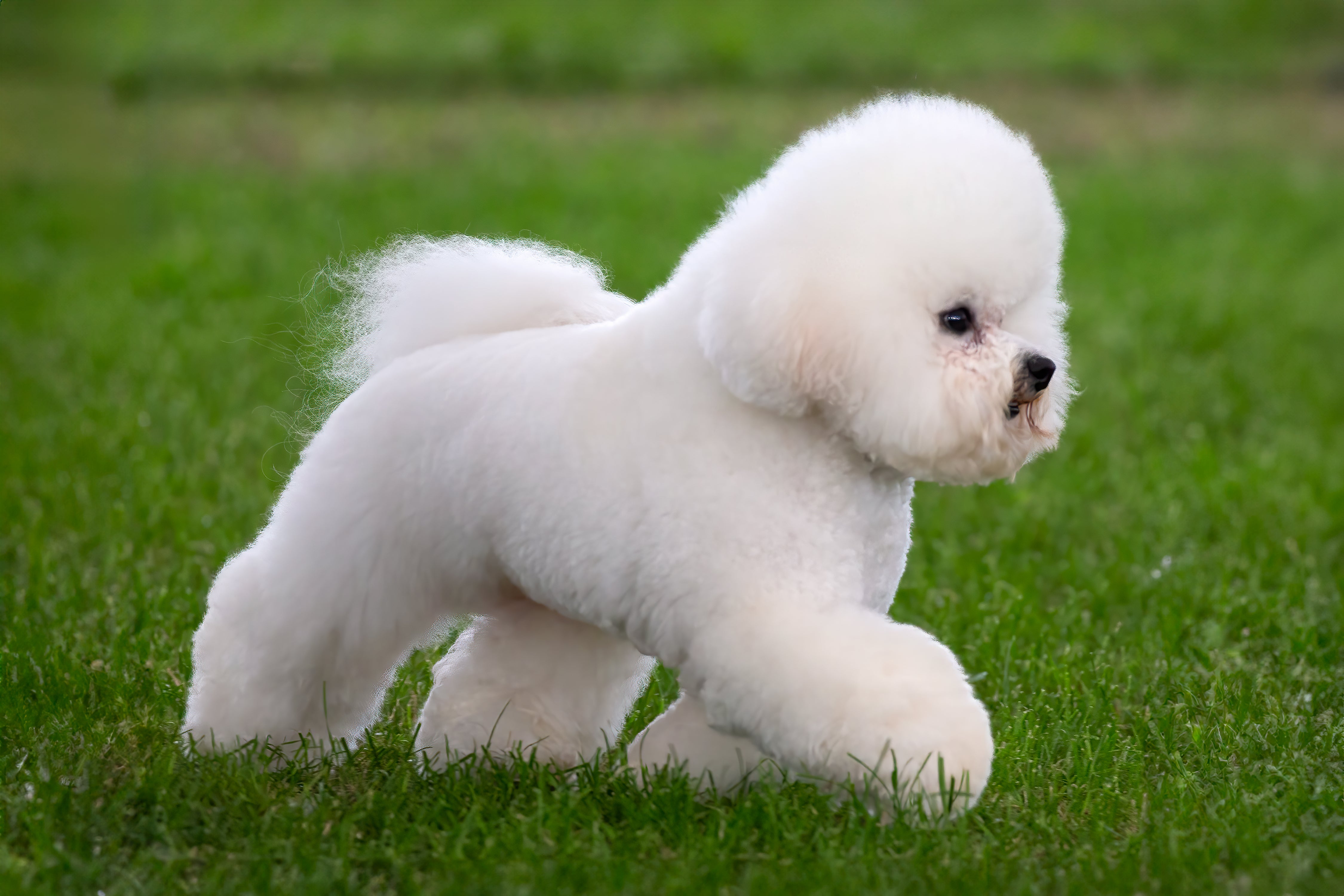 Bichon frise puppies discount
